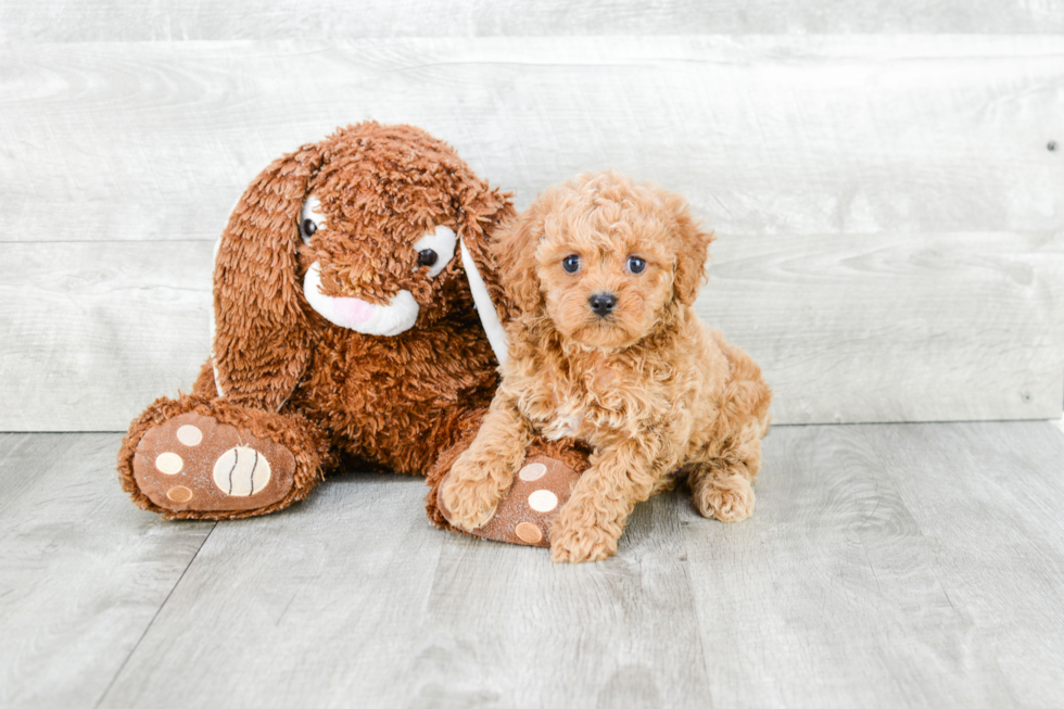 Smart Cavapoo Poodle Mix Pup