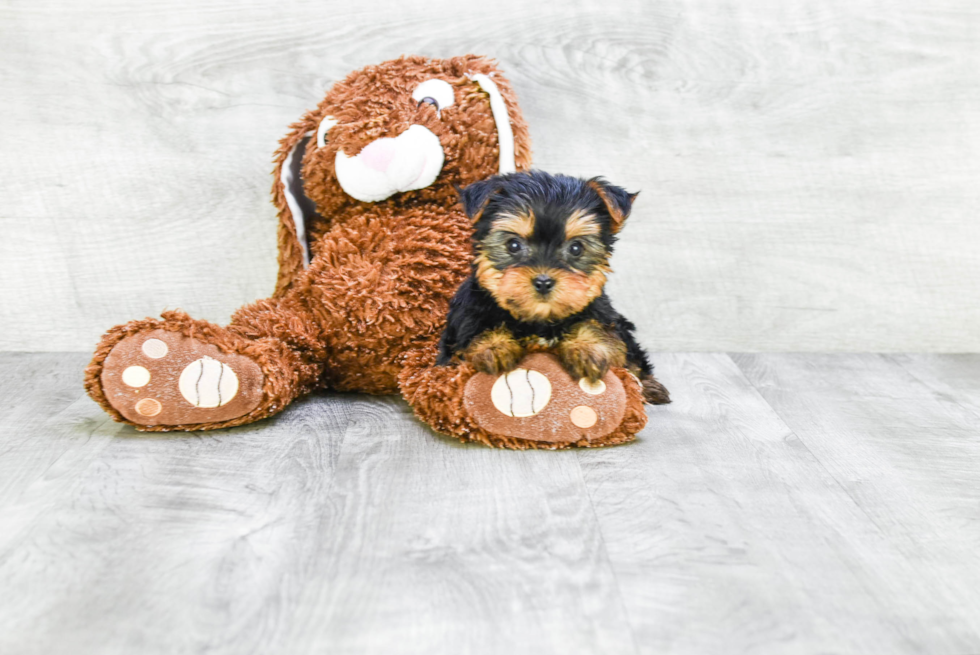 Meet Isabella - our Yorkshire Terrier Puppy Photo 