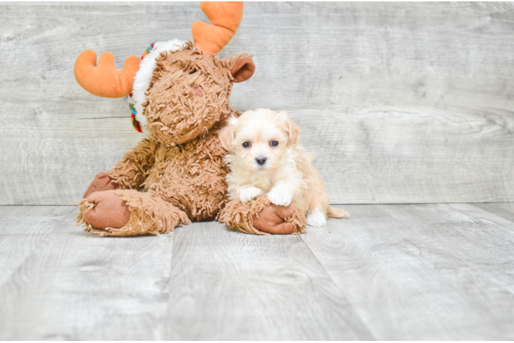 Maltipoo Puppy for Adoption