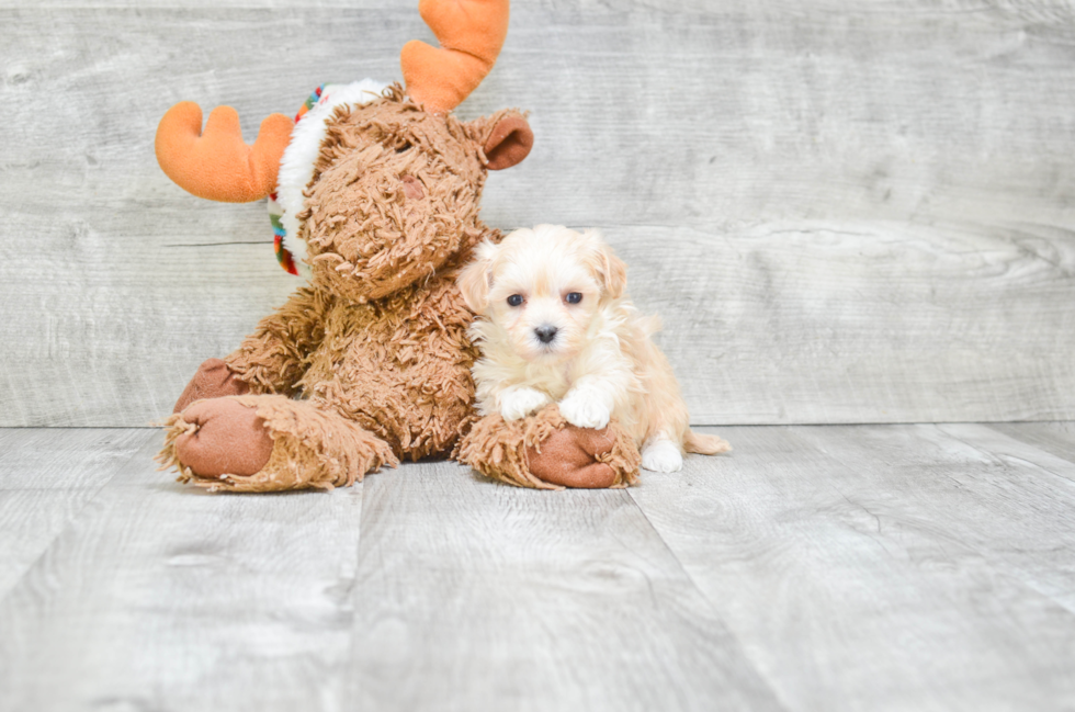 Maltipoo Puppy for Adoption