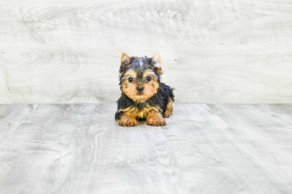 Meet Beckham - our Yorkshire Terrier Puppy Photo 