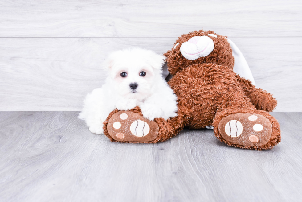 Playful Maltese Baby