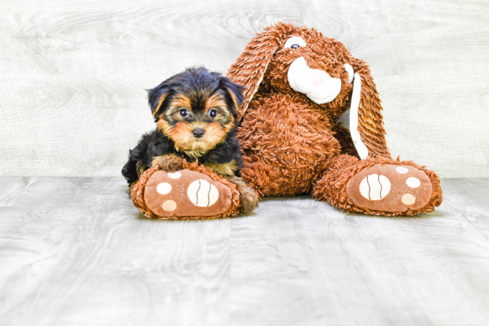 Meet Capone - our Yorkshire Terrier Puppy Photo 