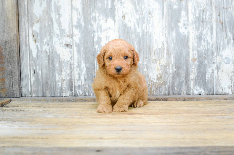 Mini Goldendoodle Puppy for Adoption