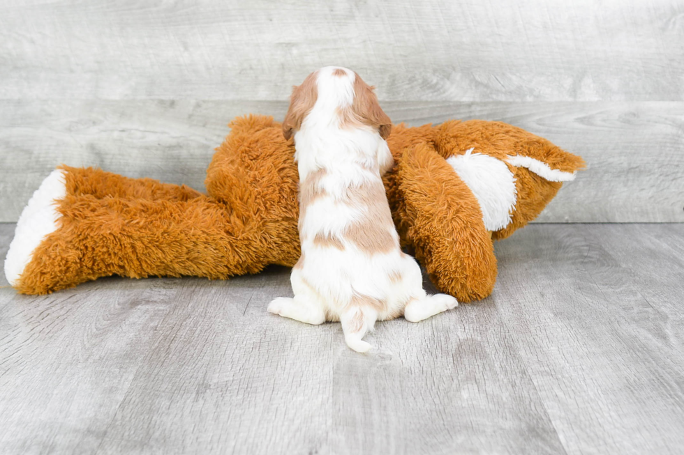 Little Cavalier King Charles Spaniel Purebred Pup