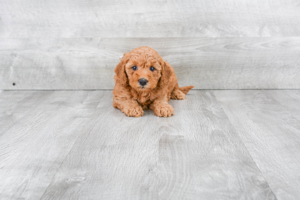 Funny Mini Goldendoodle Poodle Mix Pup