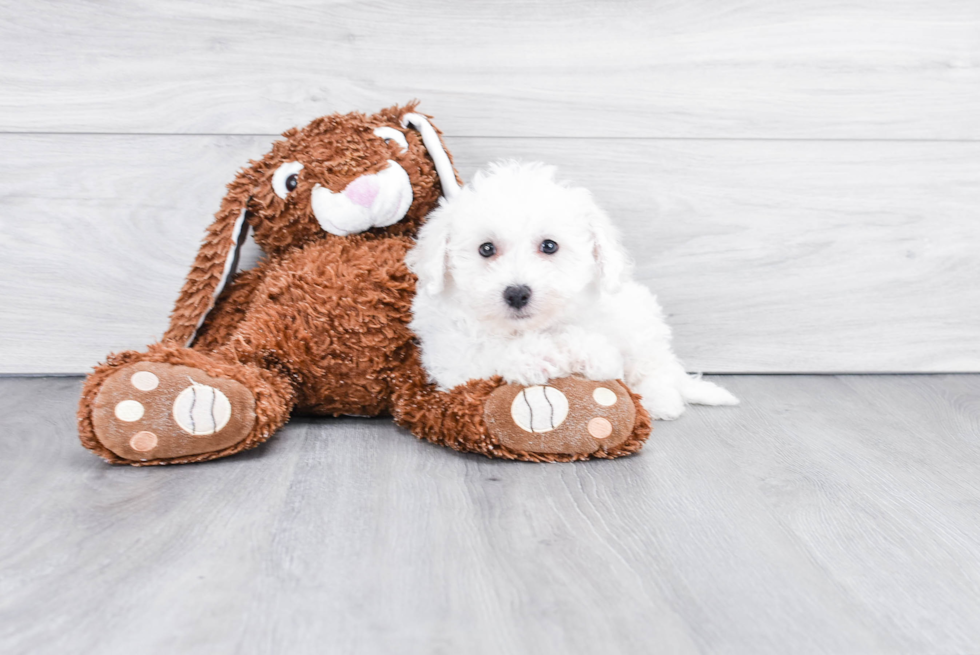 Adorable Bichon Frise Purebred Puppy