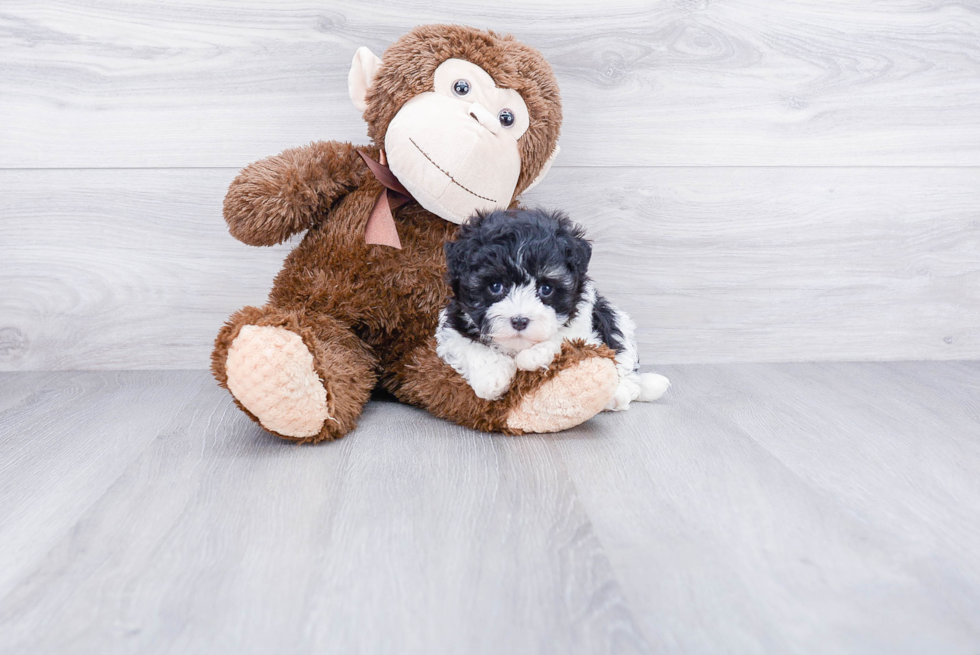 Havanese Pup Being Cute