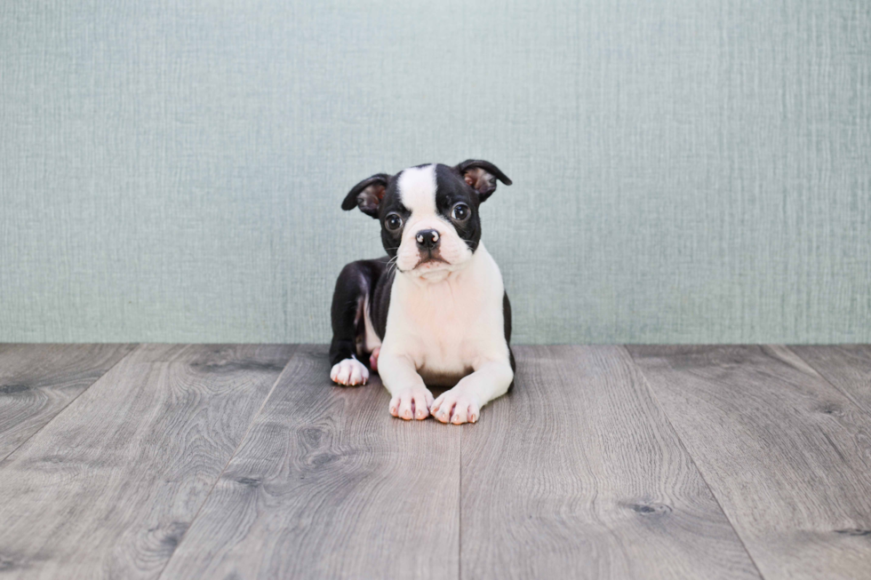 Akc Registered Boston Terrier Baby