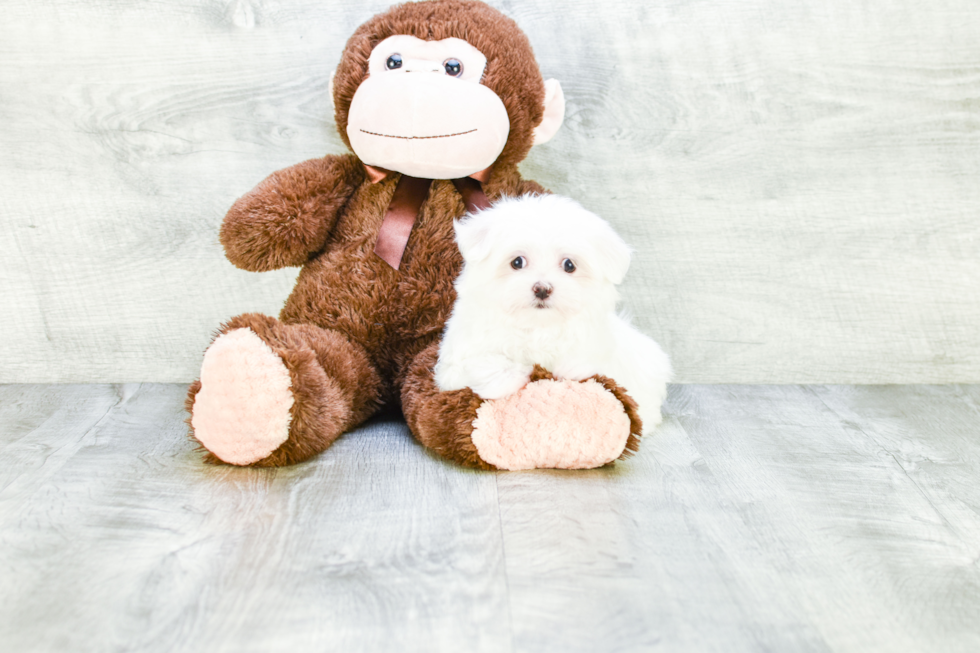 Playful Maltese Baby