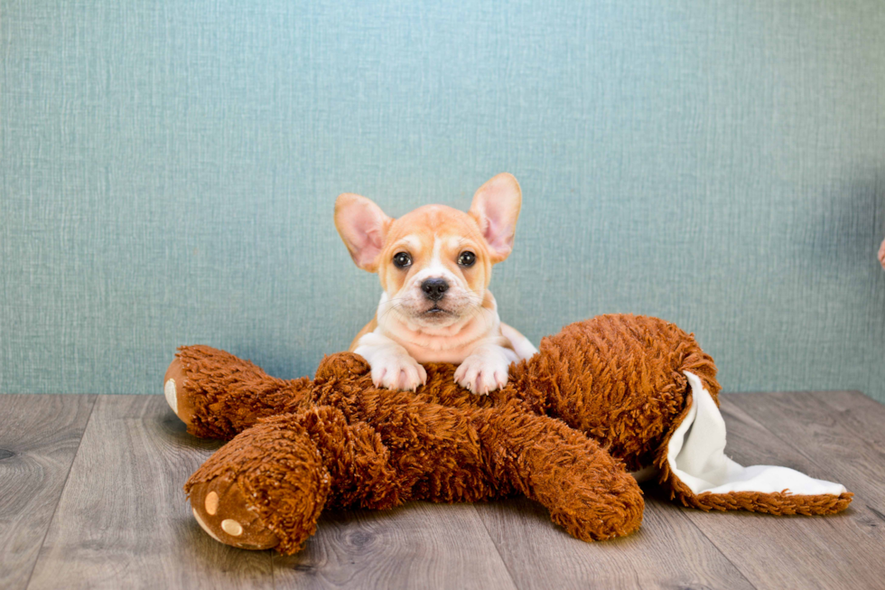 French Bulldog Pup Being Cute