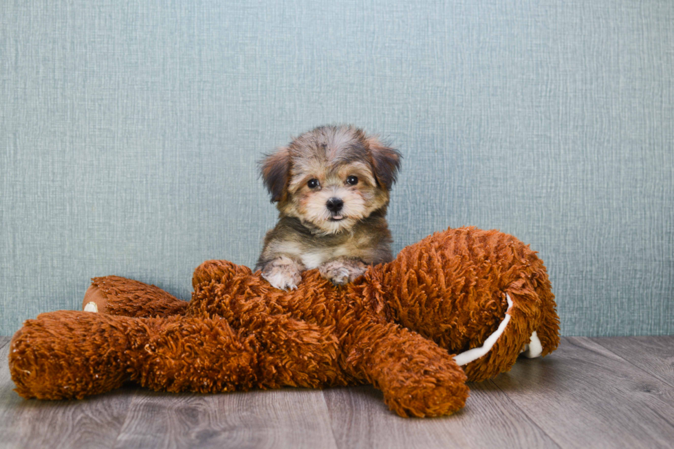 Cute Morkie Baby