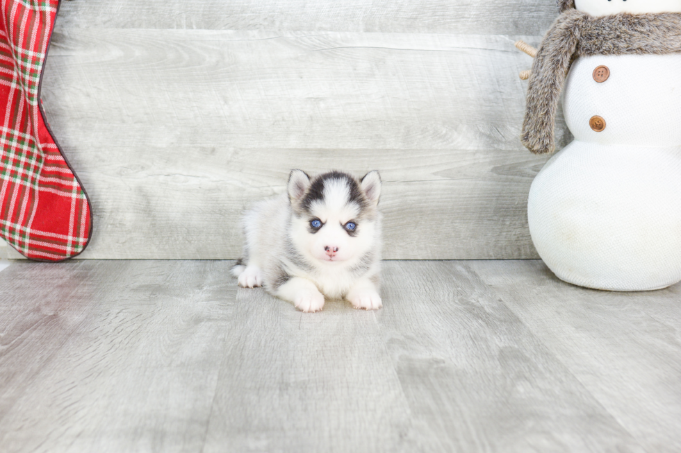 Pomsky Puppy for Adoption