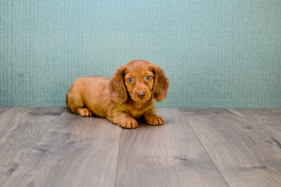 Dachshund Puppy for Adoption