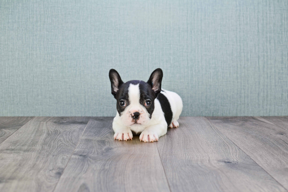 Best French Bulldog Baby