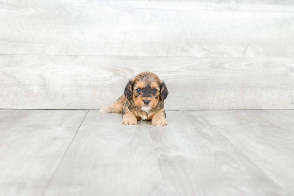 Friendly Cavapoo Baby