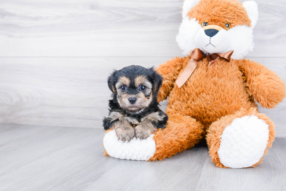 Adorable Yorkie Designer Puppy