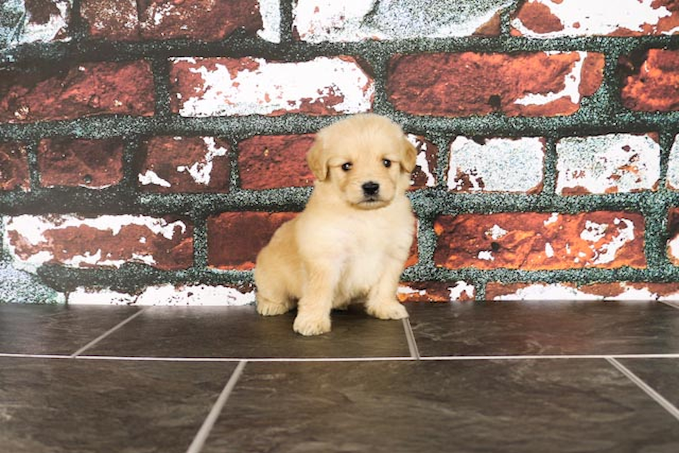 Mini Goldendoodle Pup Being Cute