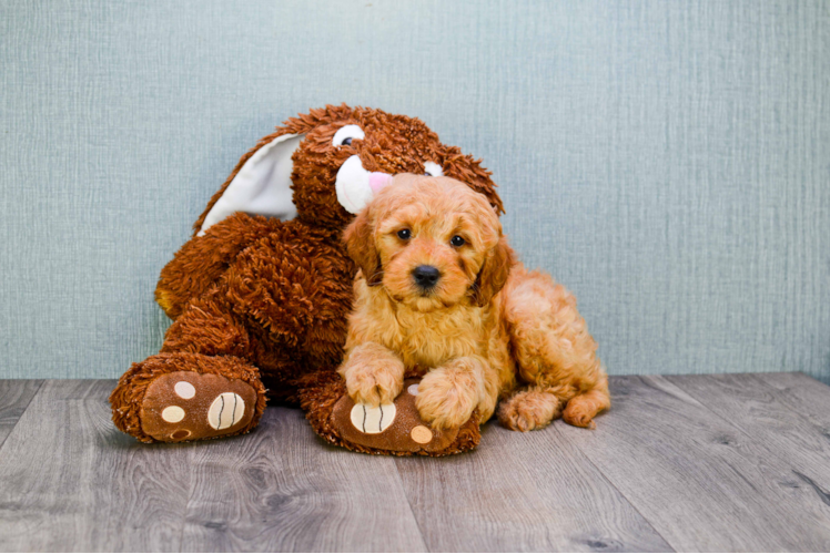 Funny Mini Goldendoodle Poodle Mix Pup