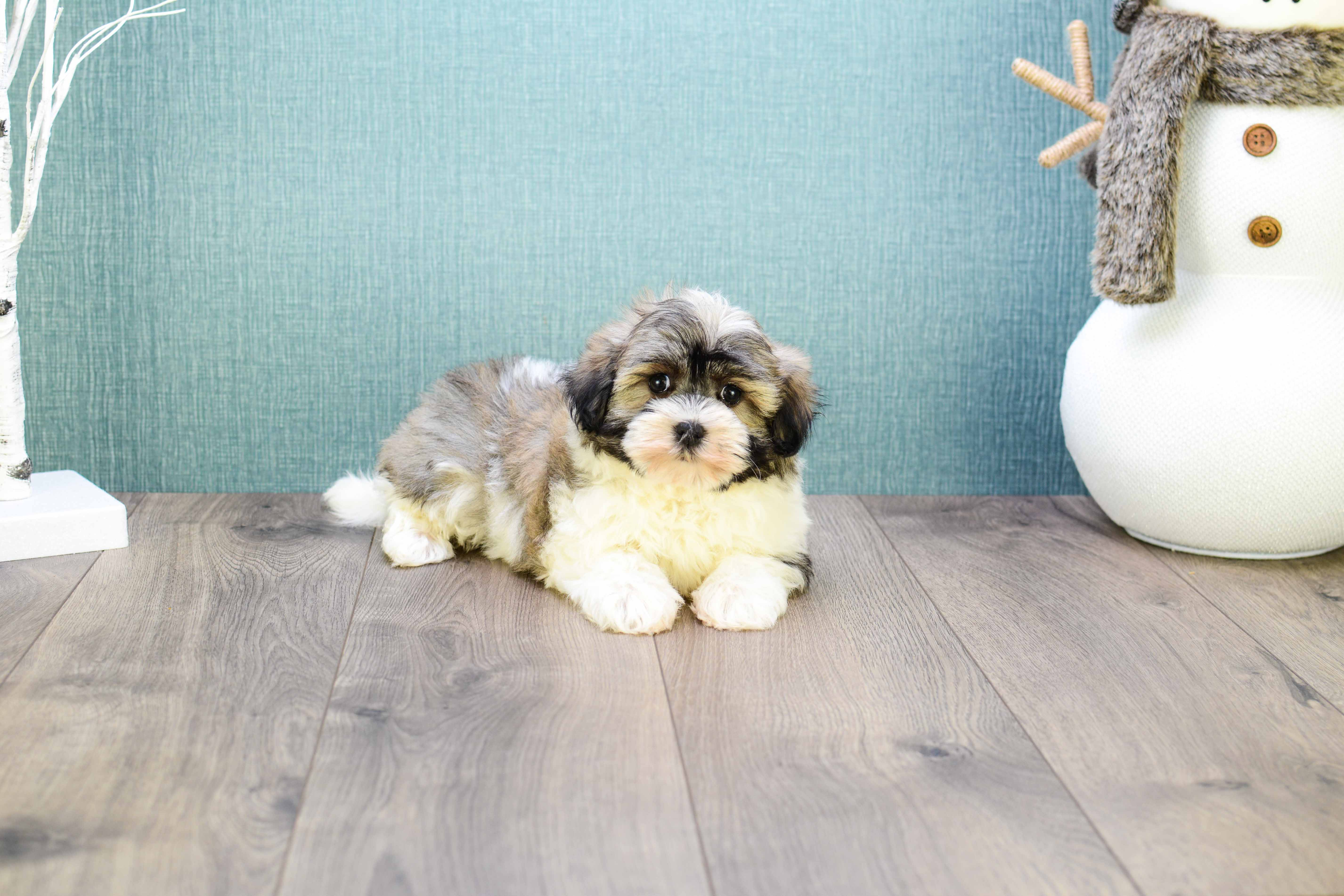 Havanese Puppy for Adoption