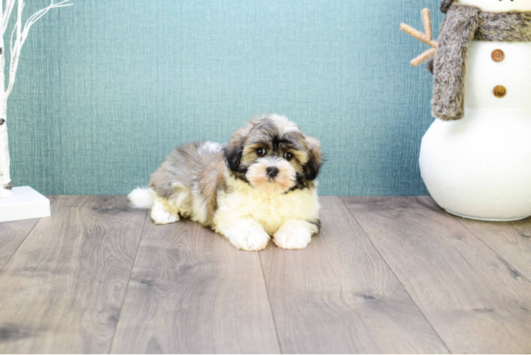 Havanese Puppy for Adoption