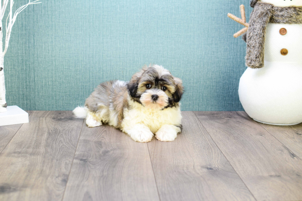 Havanese Puppy for Adoption
