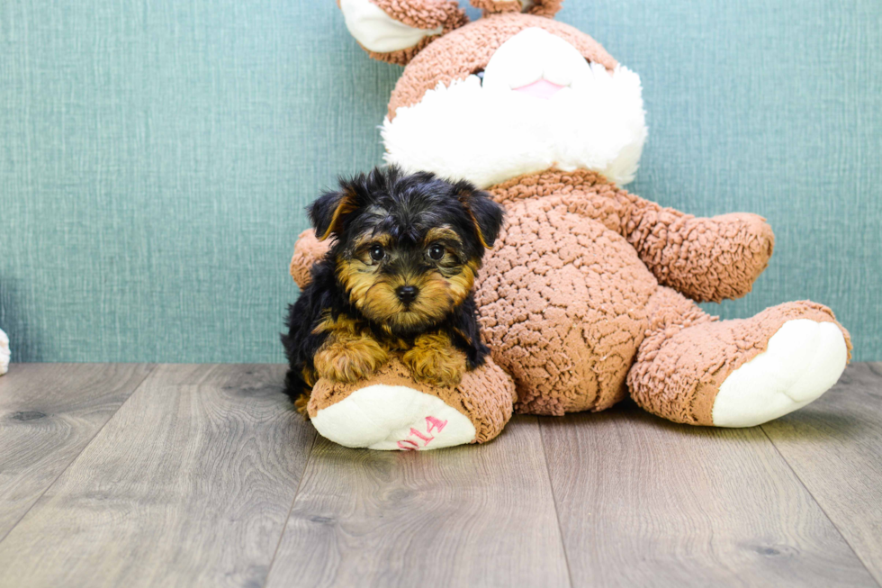 Meet  Teacup-Timmy - our Yorkshire Terrier Puppy Photo 