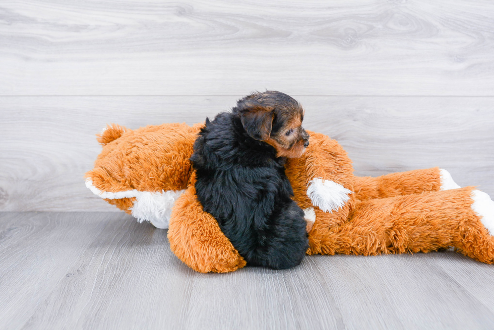 Popular Yorkie Poo Poodle Mix Pup