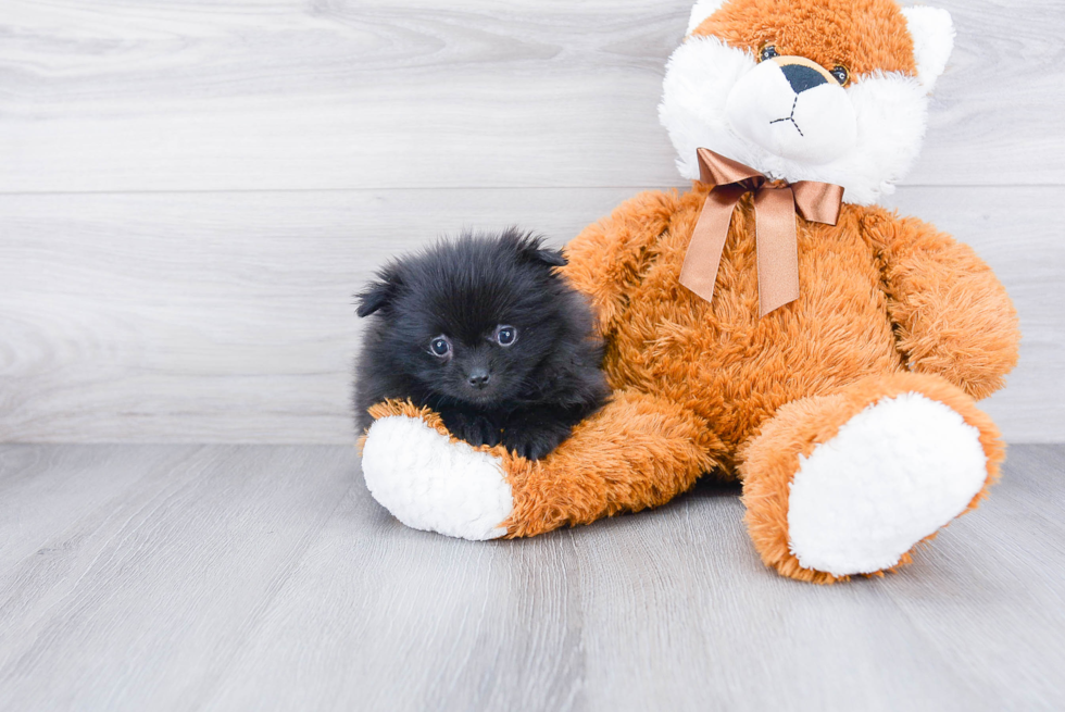 Funny Pomeranian Purebred Pup