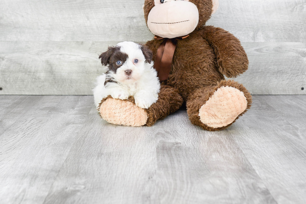 Best Havanese Baby