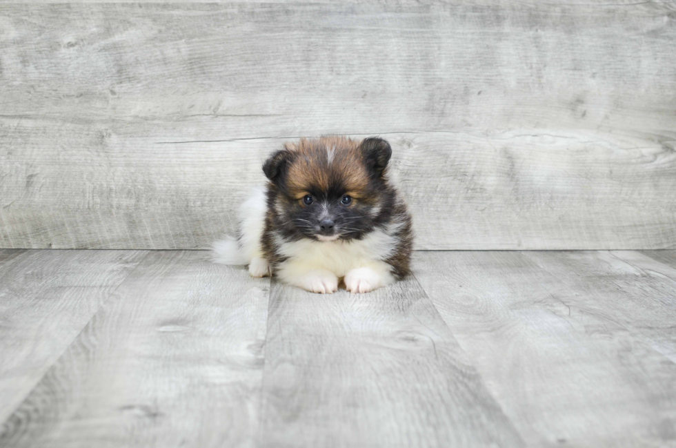 Pomeranian Pup Being Cute