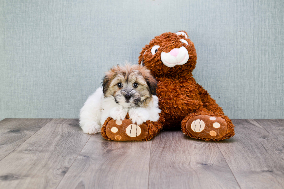 Best Havanese Baby