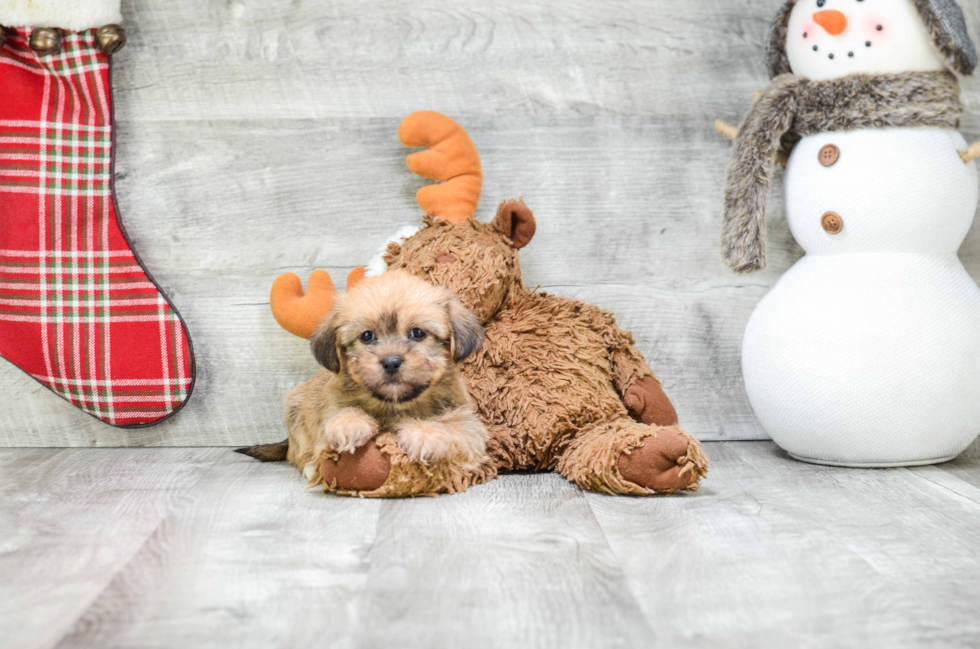 Playful Shorkie Designer Puppy