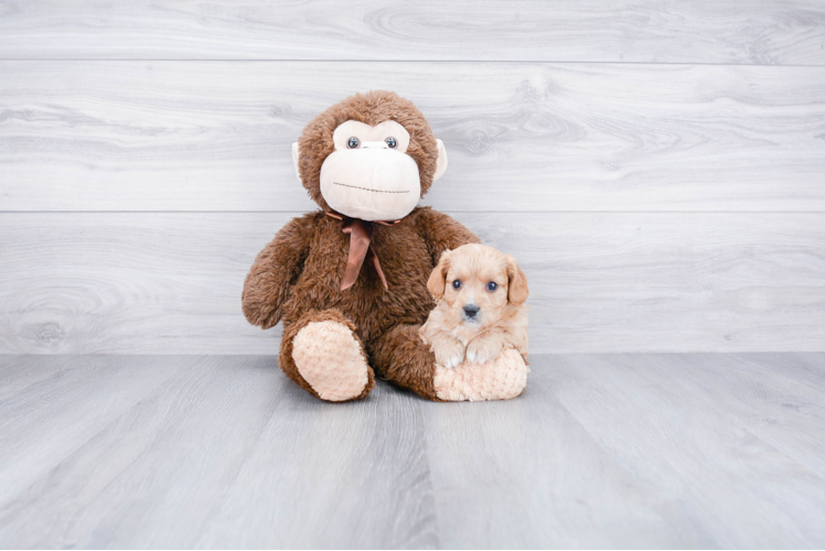 Best Cavapoo Baby
