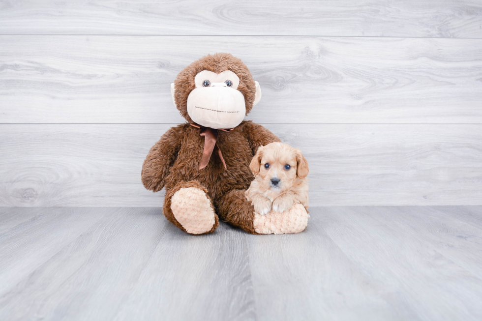 Best Cavapoo Baby