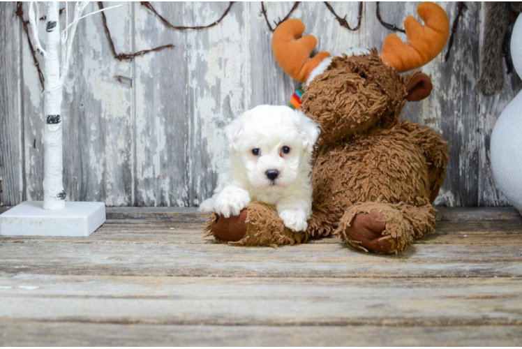 Hypoallergenic Bichon Frise Purebred Pup