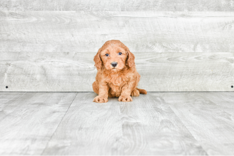 Mini Goldendoodle Pup Being Cute