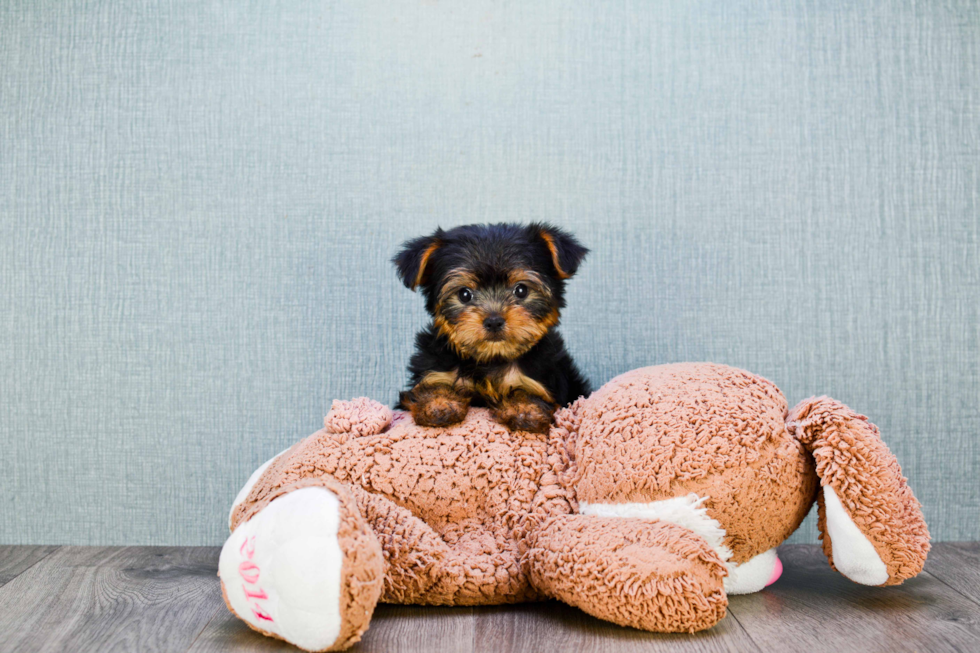 Meet Timmy - our Yorkshire Terrier Puppy Photo 