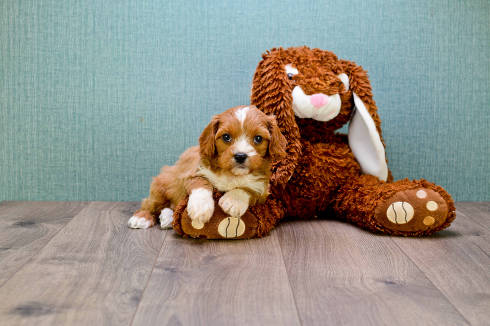 Friendly Cavapoo Baby