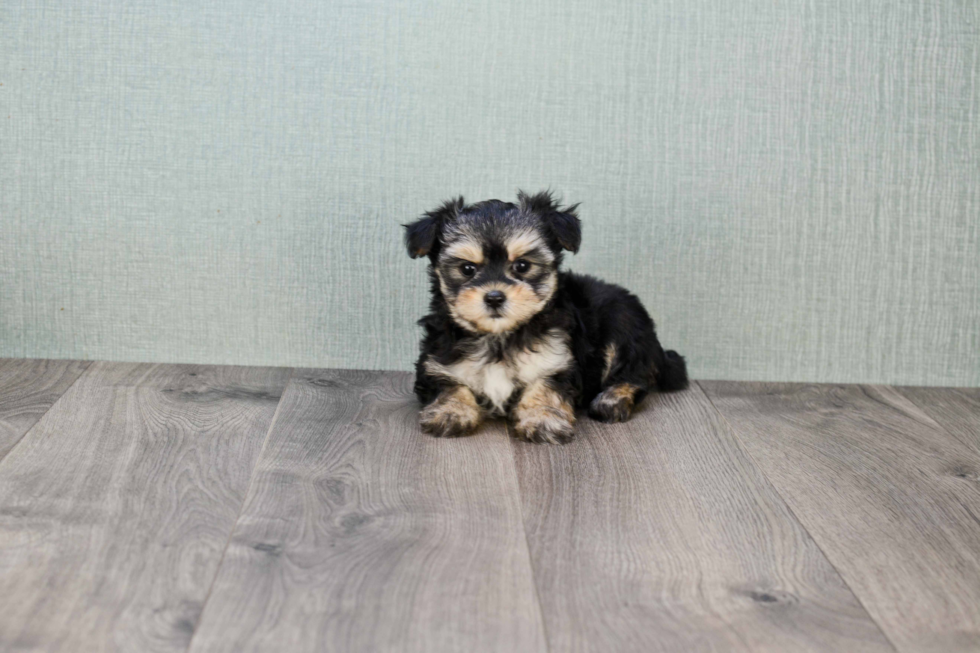 Smart Morkie Designer Pup