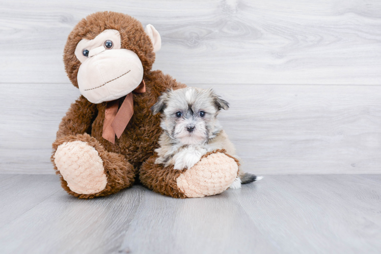 Havanese Pup Being Cute
