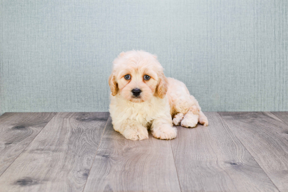 Cavachon Puppy for Adoption