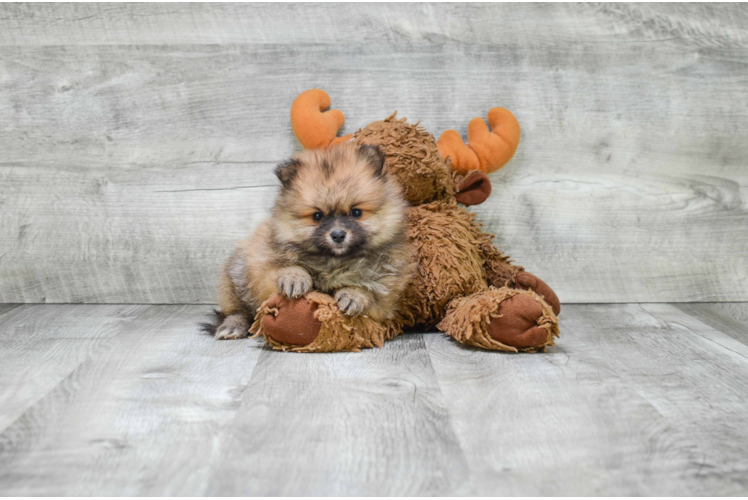 Funny Pomeranian Purebred Pup