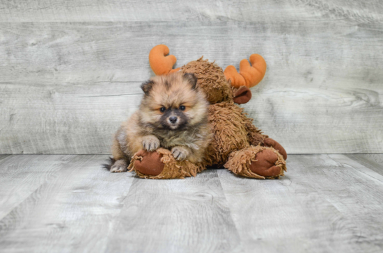 Funny Pomeranian Purebred Pup