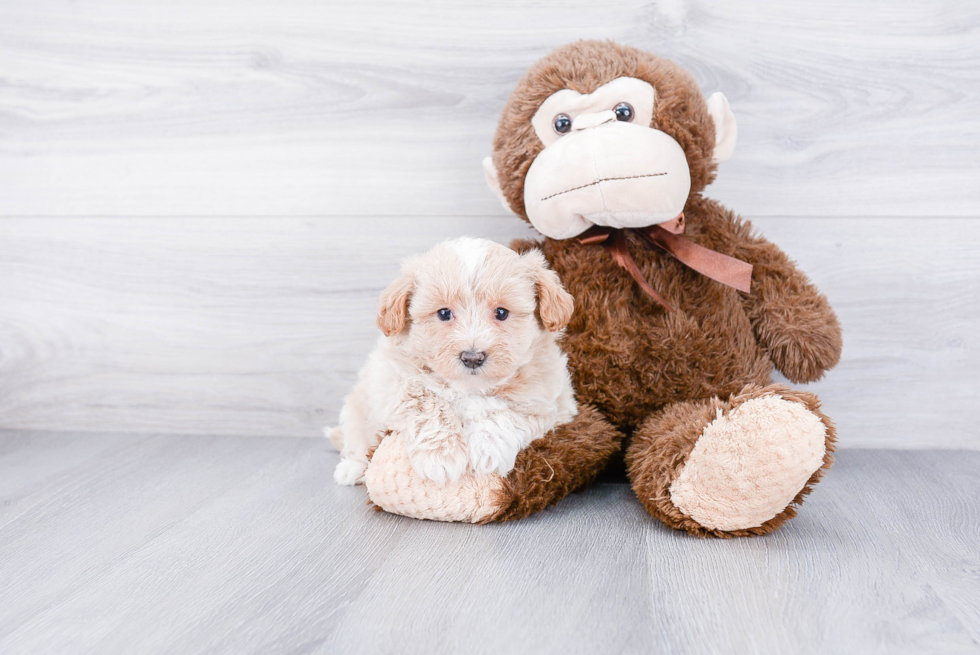 Smart Maltipoo Poodle Mix Pup