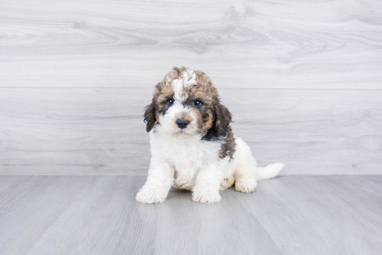 Mini Bernedoodle Pup Being Cute