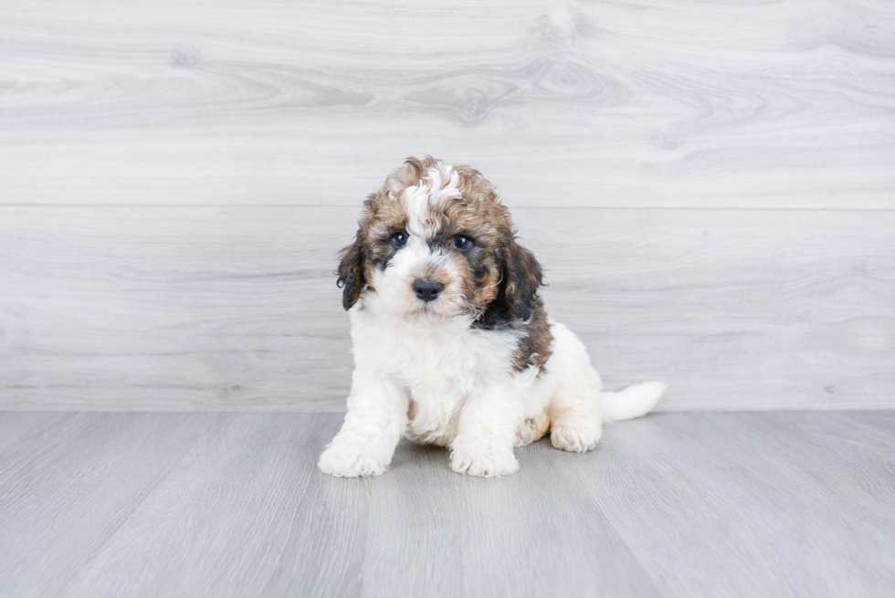 Mini Bernedoodle Pup Being Cute