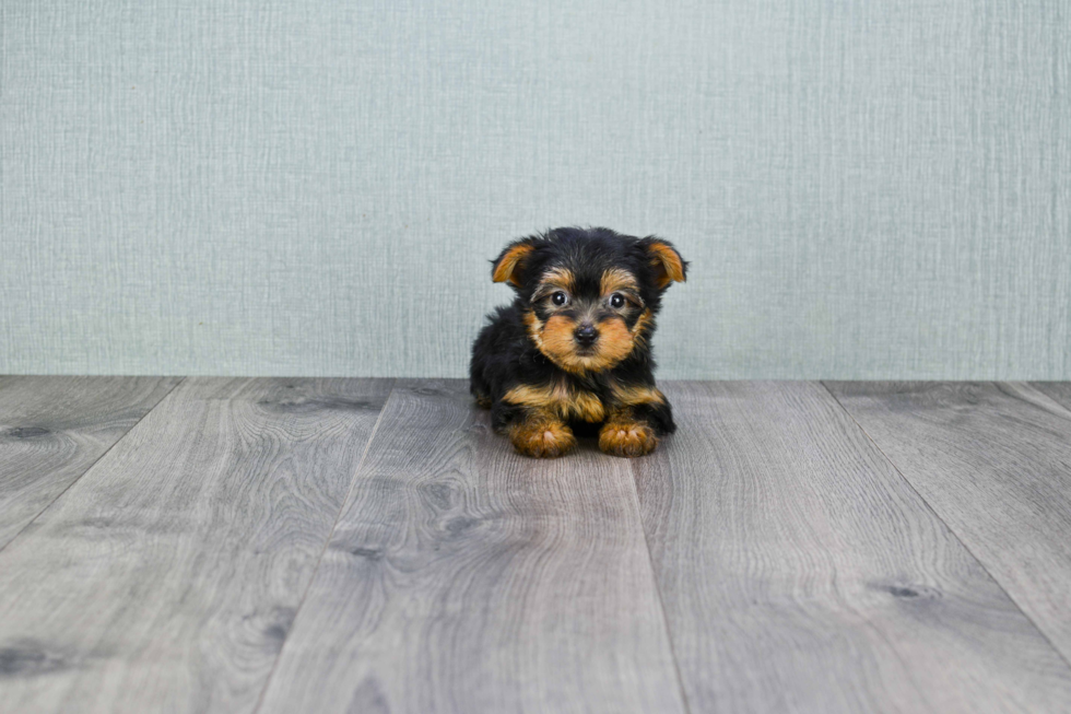 Meet Beckham - our Yorkshire Terrier Puppy Photo 