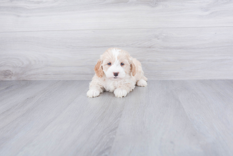 Mini Goldendoodle Pup Being Cute