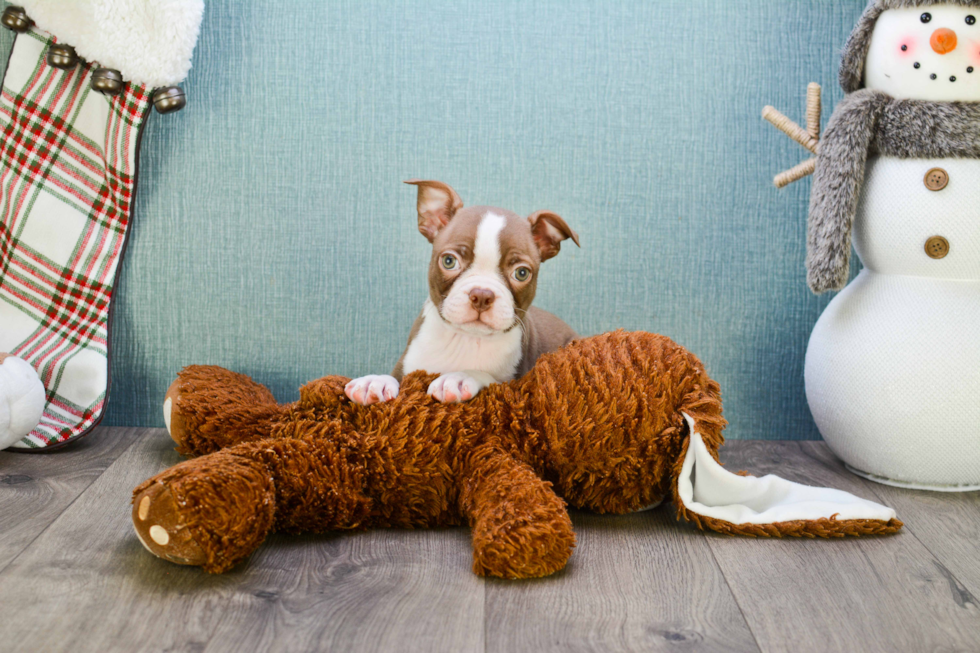 Boston Terrier Puppy for Adoption